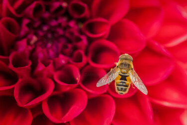 Photographie intitulée "花上的蜜蜂" par Zhai Yi Dao, Œuvre d'art originale, Photographie numérique