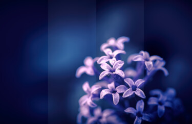 摄影 标题为“盛开的迎春花” 由斋 一刀, 原创艺术品, 数码摄影