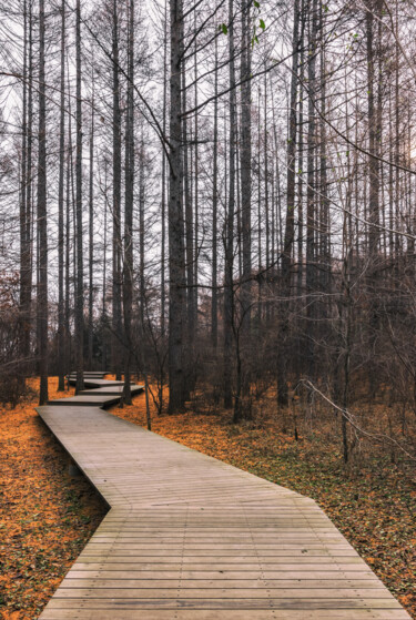 Fotografía titulada "林间木板甬路" por Zhai Yi Dao, Obra de arte original, Fotografía digital