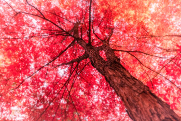 摄影 标题为“红叶枫树” 由斋 一刀, 原创艺术品, 数码摄影