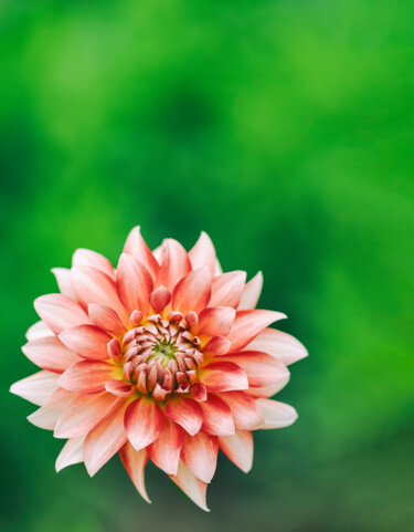 摄影 标题为“盛开的大丽花” 由斋 一刀, 原创艺术品, 数码摄影