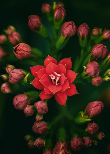 摄影 标题为“红色长寿花” 由斋 一刀, 原创艺术品, 数码摄影