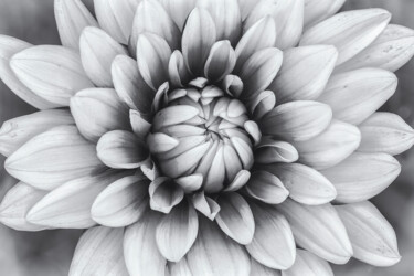 「黑白大丽花」というタイトルの写真撮影 斋 一刀によって, オリジナルのアートワーク, デジタル