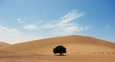 Fotografie mit dem Titel "沙漠里孤独的一棵树" von Zhang Bi Zi Song Shu, Original-Kunstwerk, Digitale Fotografie