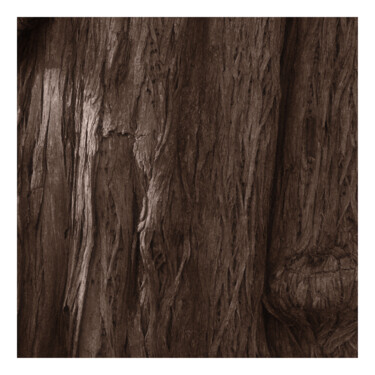 Photography titled "Bark" by Zheka Khalétsky, Original Artwork, Non Manipulated Photography