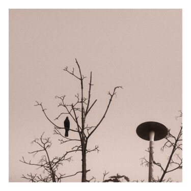 Fotografia intitulada "Blackbird on Barren…" por Zheka Khalétsky, Obras de arte originais, Fotografia Não Manipulada