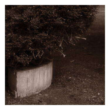 Photography titled "Park Shrub" by Zheka Khalétsky, Original Artwork, Non Manipulated Photography