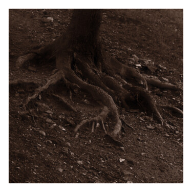제목이 "Roots"인 사진 Zheka Khalétsky로, 원작, 조작되지 않은 사진