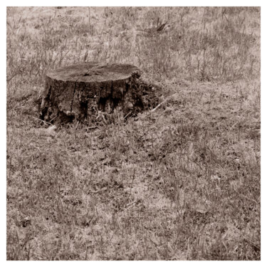 Photographie intitulée "Stump and Stubble" par Zheka Khalétsky, Œuvre d'art originale, Photographie non manipulée