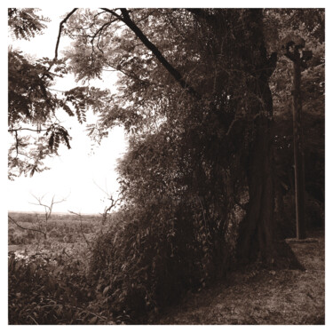 Fotografie getiteld "Overgrown Tree on C…" door Zheka Khalétsky, Origineel Kunstwerk, Niet gemanipuleerde fotografie