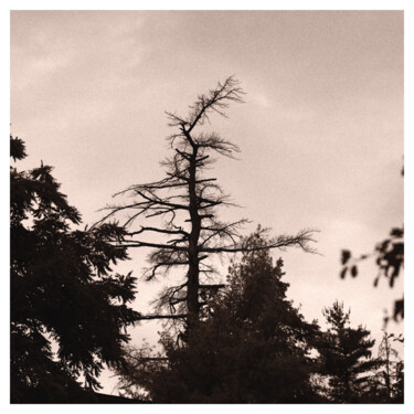 Fotografia zatytułowany „Conifers” autorstwa Zheka Khalétsky, Oryginalna praca, Fotografia nie manipulowana