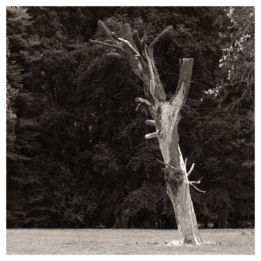 Photographie intitulée "Dry Tree" par Zheka Khalétsky, Œuvre d'art originale, Photographie non manipulée