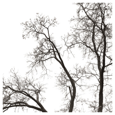 Photographie intitulée "Branches" par Zheka Khalétsky, Œuvre d'art originale, Photographie non manipulée