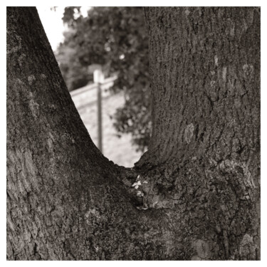 Fotografia zatytułowany „Tree Fork” autorstwa Zheka Khalétsky, Oryginalna praca, Fotografia nie manipulowana