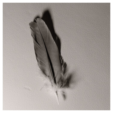 Fotografía titulada "Columba Feather" por Zheka Khalétsky, Obra de arte original, Fotografía no manipulada