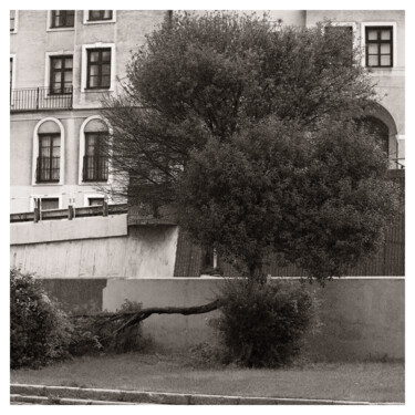 Fotografía titulada "Street Willow" por Zheka Khalétsky, Obra de arte original, Fotografía no manipulada