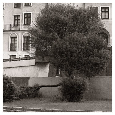 Fotografia intitolato "Street Willow" da Zheka Khalétsky, Opera d'arte originale, Fotografia non manipolata