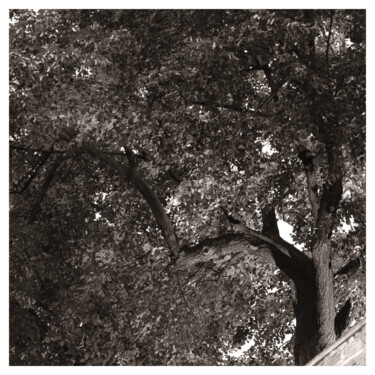 Photography titled "Tree (Study #7)" by Zheka Khalétsky, Original Artwork, Non Manipulated Photography
