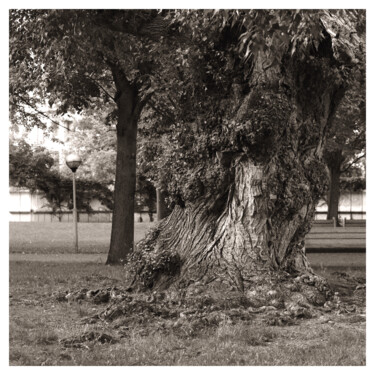 Fotografie mit dem Titel "Lumpy Trunk" von Zheka Khalétsky, Original-Kunstwerk, Nicht bearbeitete Fotografie