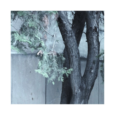 Фотография под названием "Tree Study #9" - Zheka Khalétsky, Подлинное произведение искусства, Не манипулируемая фотография