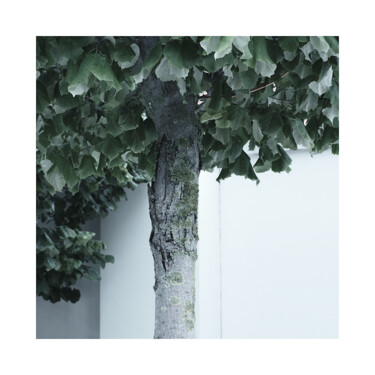 Photography titled "Tree Study #10" by Zheka Khalétsky, Original Artwork, Non Manipulated Photography