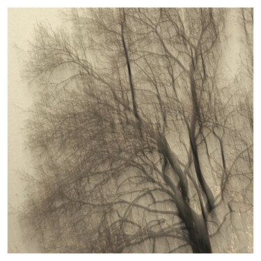 Fotografie getiteld "Tree IV (Dream of 2…" door Zheka Khalétsky, Origineel Kunstwerk, Niet gemanipuleerde fotografie