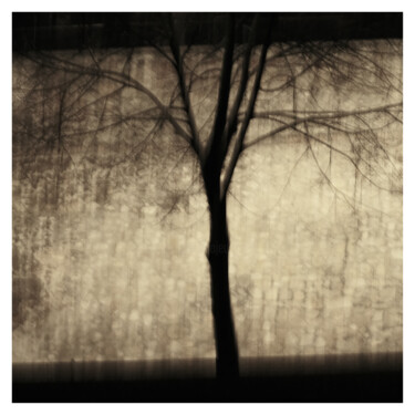 Fotografia intitolato "Tree V (Dream of 25…" da Zheka Khalétsky, Opera d'arte originale, Fotografia non manipolata