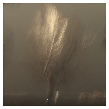 Фотография под названием "Tree (Dream of 28.X…" - Zheka Khalétsky, Подлинное произведение искусства, Не манипулируемая фотог…