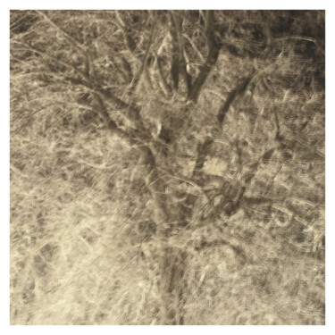 「Tree III (Dream of…」というタイトルの写真撮影 Zheka Khalétskyによって, オリジナルのアートワーク, 操作されていない写真