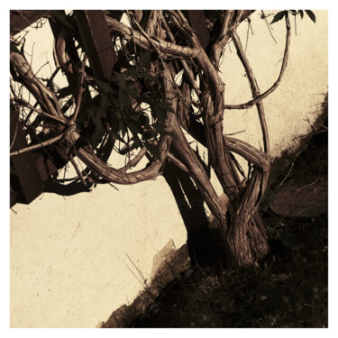 Photography titled "twisted stem (Baroq…" by Zheka Khalétsky, Original Artwork, Non Manipulated Photography