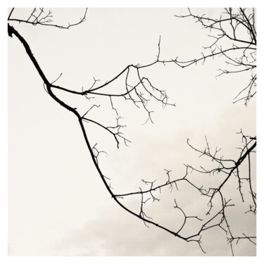 Photography titled "branches (15.V.2024)" by Zheka Khalétsky, Original Artwork, Non Manipulated Photography