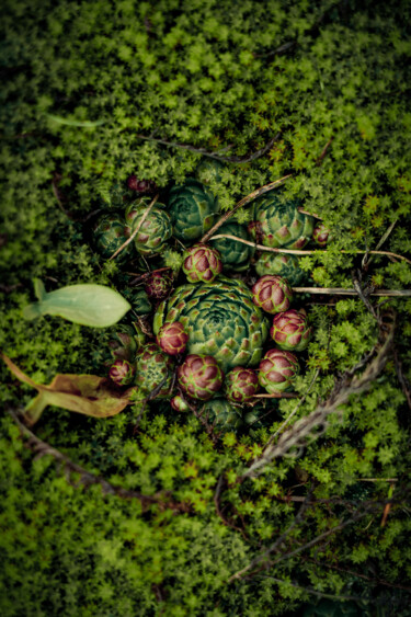 №4 Photographie intitulée "№4" par Zhenya Grosh, Œuvre d'art originale, Photographie numérique