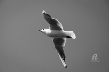 Photography titled "Seagull II" by Zip Studio, Original Artwork, Digital Photography