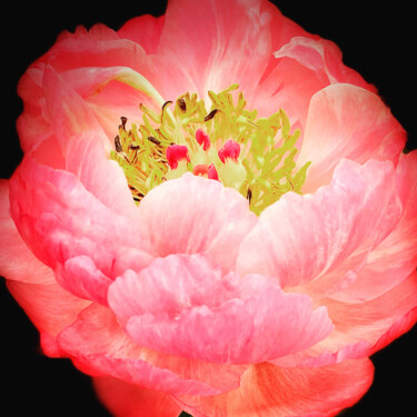 Fotografie getiteld "Peony Floral" door Zita Barbara Sanders, Origineel Kunstwerk, Digitale fotografie