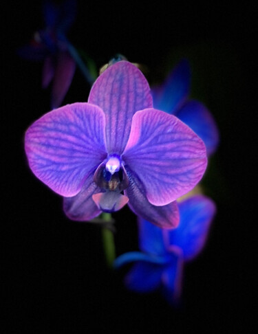 Fotografia intitolato "Purple Orchid" da Zita Barbara Sanders, Opera d'arte originale, Fotografia digitale