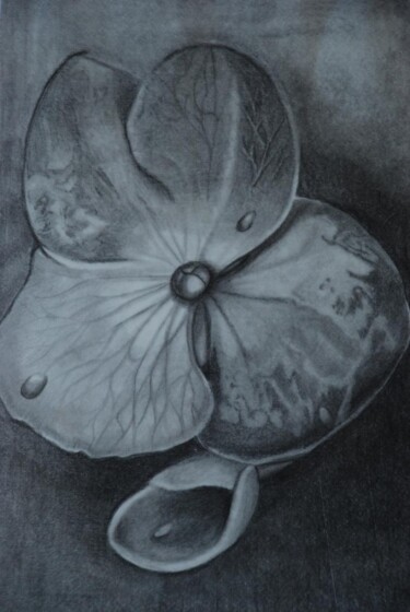 Zeichnungen mit dem Titel "Flower (pencil and…" von Zita Barbara Sanders, Original-Kunstwerk