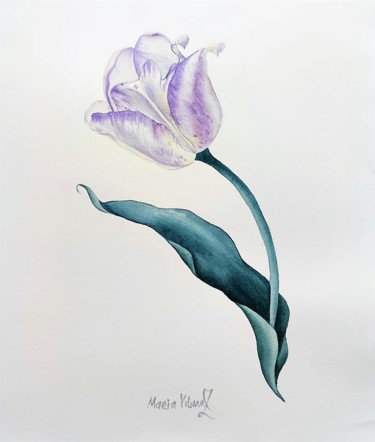 Картина под названием "Lilac Tulip 1" - Maria Yılmaz, Подлинное произведение искусства, Акварель