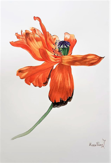 Картина под названием "Red Poppy" - Maria Yılmaz, Подлинное произведение искусства, Акварель