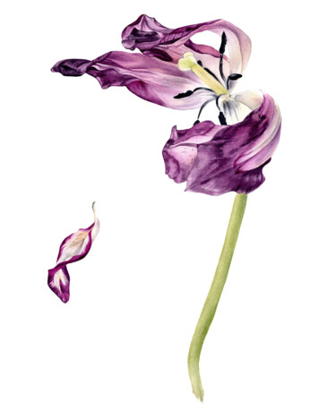 Картина под названием "Dancing Tulip 1" - Maria Yılmaz, Подлинное произведение искусства, Акварель