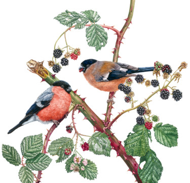 Schilderij getiteld "Bullfinches and Bla…" door Zoe Norman, Origineel Kunstwerk, Aquarel