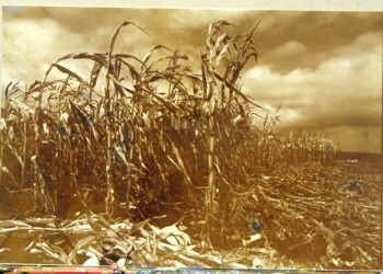 Fotografie mit dem Titel "maisfeld.JPG" von Zoran Komatinović, Original-Kunstwerk