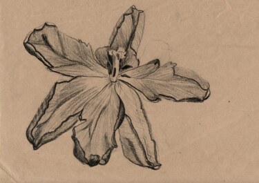 Drawing titled "Old Lily" by Zoran Marjanovic, Original Artwork, Charcoal