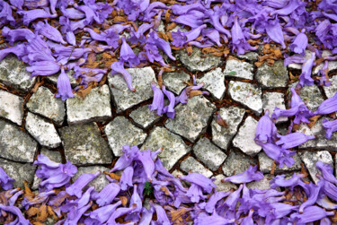 Fotografia intitolato "Fleurs sur pavés" da Zoran Sojic, Opera d'arte originale