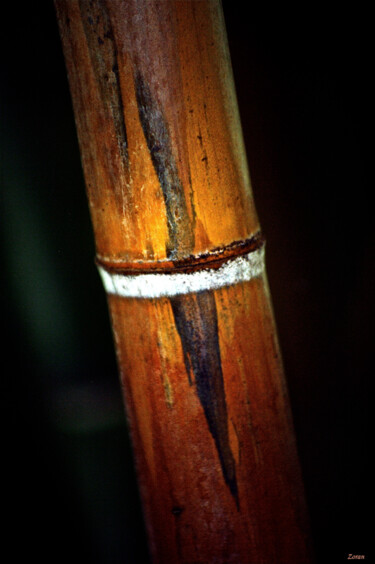 Photographie intitulée "Bamboo" par Zoran Sojic, Œuvre d'art originale