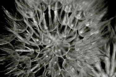 Photographie intitulée "Dandelion 4" par Zoran Sojic, Œuvre d'art originale