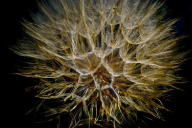 Photographie intitulée "Dandelion 2" par Zoran Sojic, Œuvre d'art originale