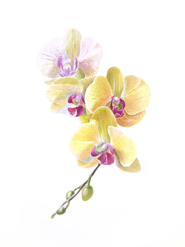 제목이 "Ботаническое. Орхид…"인 미술작품 Zosch로, 원작, 수채화