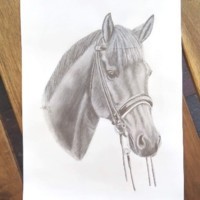 A.K. Equineart Image de profil