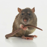 Surmulot Rattus Norvegicus Image de profil