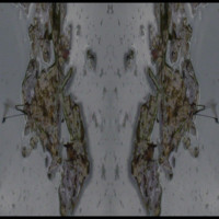 Miroir Planétaire Blanc Image de profil